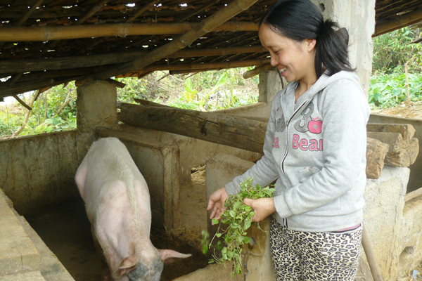Chị Bùi Thị Mến sử dụng vốn vay ưu đãi đầu tư chăn nuôi lợn