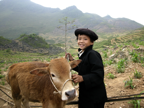 Nhiều hộ gia đình nghèo ở Hà Giang chủ yếu vay vốn ưu đãi về mua bò