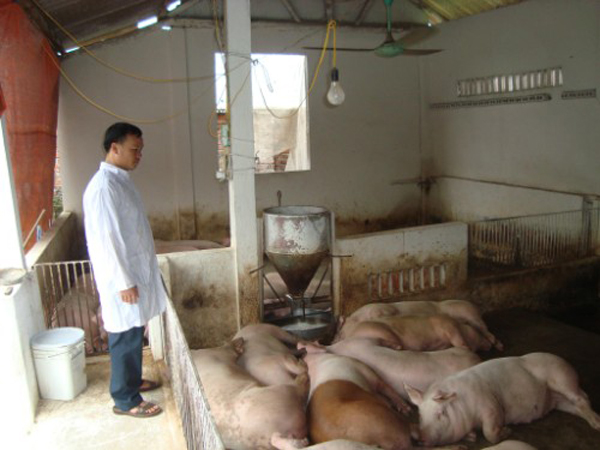 Mô hình chăn nuôi lợn an toàn tại Yên Dũng (Bắc Giang)