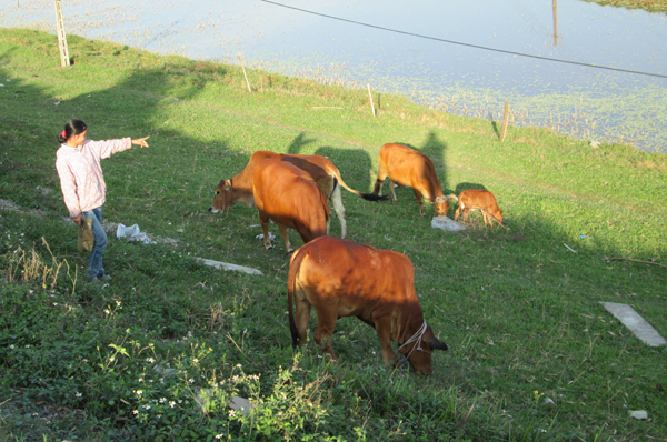 Vốn vay ưu đãi được nhiều gia đình ở thôn Ấp đầu tư chăn nuôi bò
