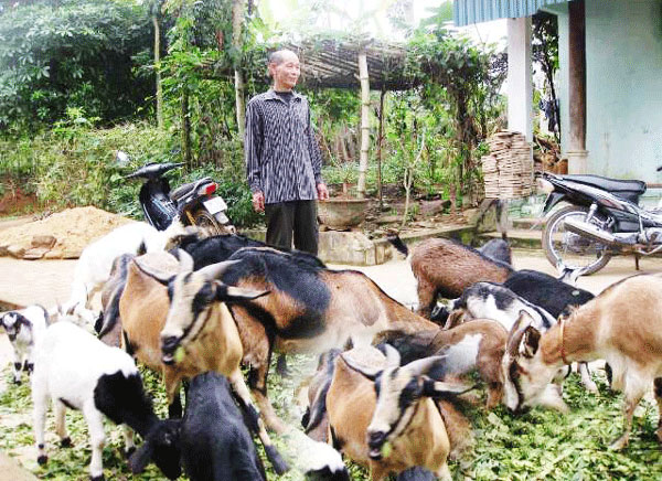 Nhiều hộ thuộc Chương trình 30a ở Như Xuân đã thoát nghèo nhờ nuôi dê sinh sản