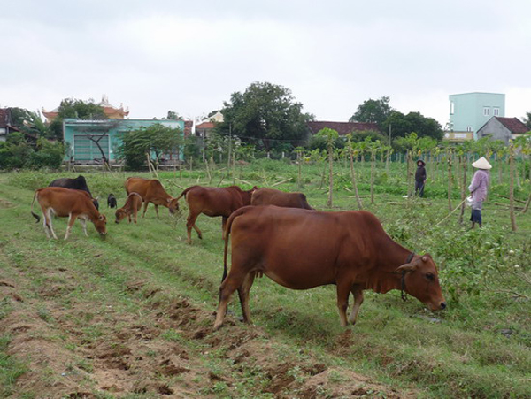 Nông dân xã Tây Thuận chăm sóc bò để bán cho Công ty TNHH Thương mại Bình An