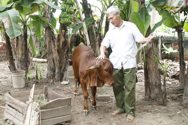 Thông qua hoạt động tại Tổ tiết kiệm và vay vốn, người dân Vĩnh Tường sử dụng vốn vay ưu đãi mua bò đạt hiệu quả