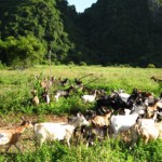 Từ 50 triệu đồng vay vốn giải quyết việc làm, ông Trịnh Văn Đàm ở xã Đông Sơn đã tạo nên một cơ ngơi với đàn dê 180 con