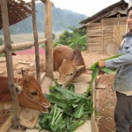 Từ vốn vay NHCSXH, nông dân Quỳnh Nhai đầu tư chăn nuôi gia súc
