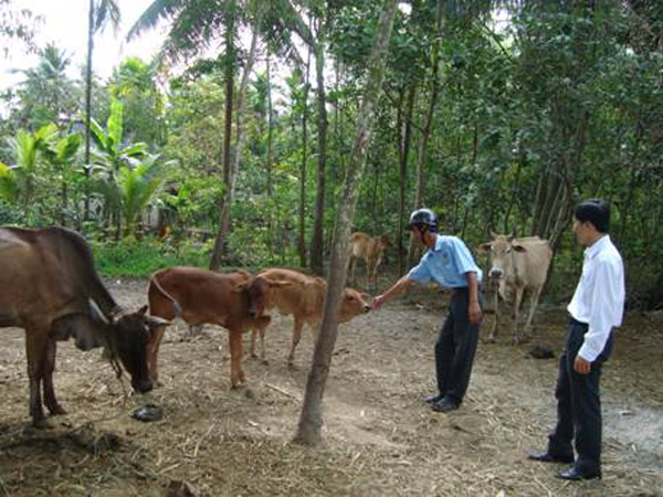 Đồng bào dân tộc tỉnh Tuyên Quang chọn mô hình nuôi bò để xóa nghèo bền vững