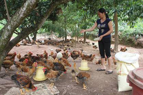 Từ nguồn vốn ưu đãi, nhiều hộ nông dân ở Bắc Giang có điều kiện phát triển chăn nuôi Ảnh: Trần Việt