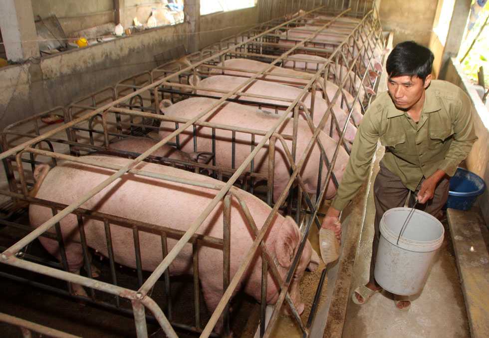 Vốn ưu đãi giúp bà con vùng Chiến khu xưa đầu tư chăn nuôi lợn quy mô lớn cho hiệu quả kinh tế cao