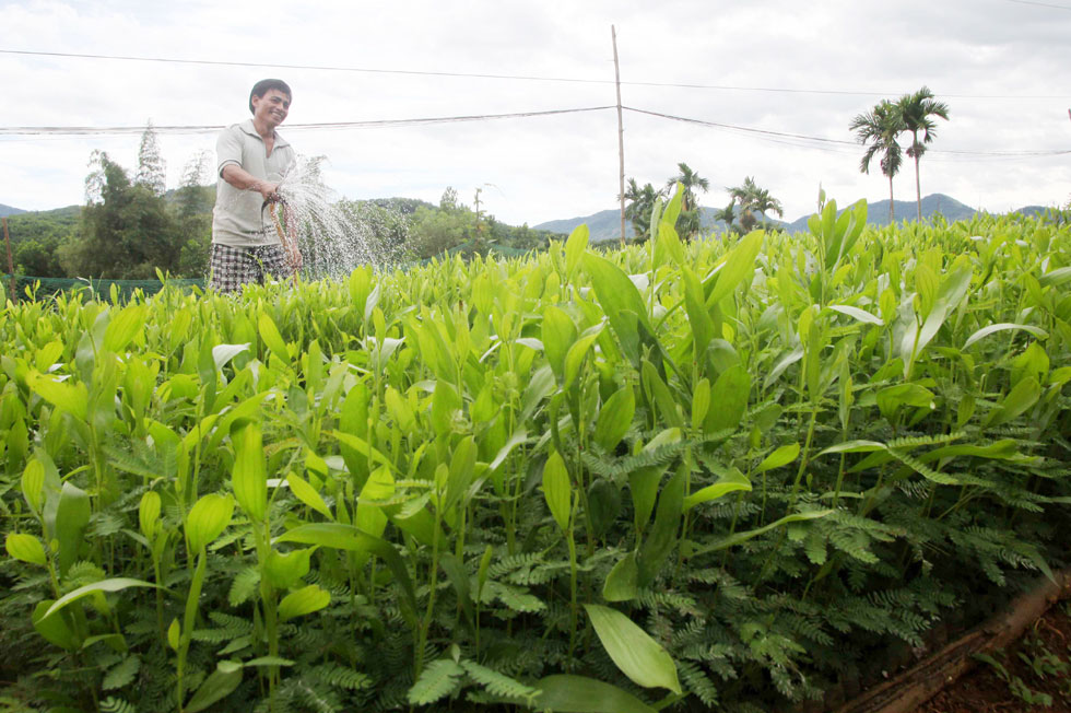 Anh Đinh Mạnh Dã, dân tộc Hre ở xã Sơn Linh, huyện Sơn Hà vay 30 triệu đồng vốn chính sách đầu tư ươm cây keo giống
