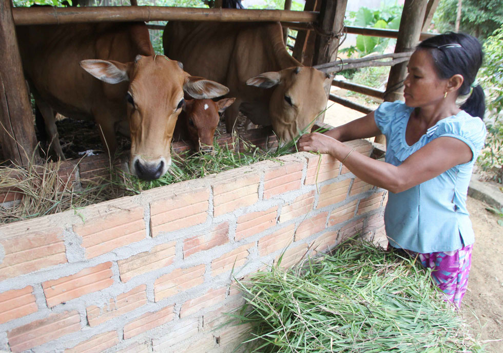 Chị Đinh Thị Lốp ở thôn Gò Gia, xã Sơn Linh, huyện Sơn Hà vay 25 triệu đồng từ chương trình tín dụng hộ cận nghèo nuôi bò sinh sản, trồng rừng. Cuộc sống cũng đã dần dần ổn định