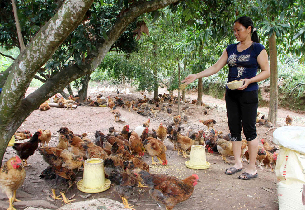 Chương trình tín dụng hộ gia đình sản xuất, kinh doanh vùng khó khăn đã giúp gia đình chị Lý Thị Éng ở xã Tam Dị, huyện Lục Nam (Bắc Giang) vay vốn đầu tư nuôi gà đồi cho thu nhập cao