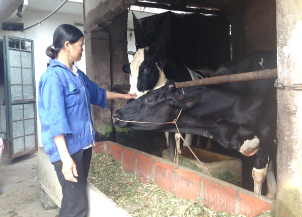 Gia đình chị Nguyễn Thị Liên ở thôn Phương Trạch, xã Vĩnh Ngọc, huyện Đông Anh được vay vốn chương trình hộ cận nghèo để chăn nuôi bò sữa