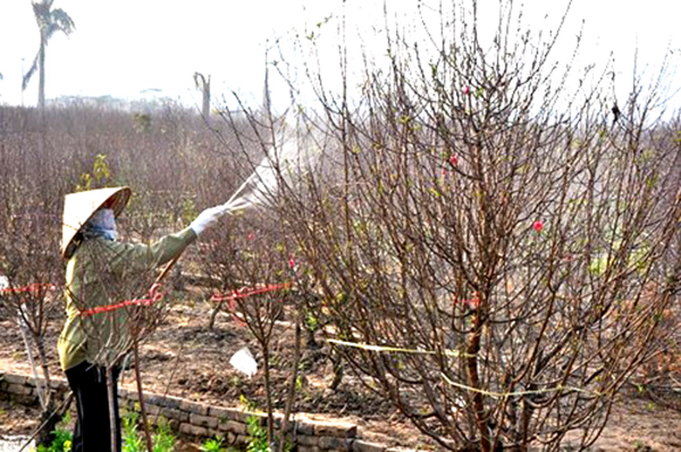 Nhiều gia đình được vay vốn ưu đãi để đầu tư trồng đào cảnh (Trong ảnh: Những vườn đào cảnh đúng độ Xuân về đem lại niềm tươi vui cho bà con nông dân ở xã Nhật Tân, Tây Hồ, Hà Nội)