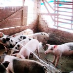 Mô hình chăn nuôi lợn thịt của hội viên phụ nữ thị trấn Mường Chà mỗi năm xuất ra thị trường 5 - 7 tấn lợn hơi, lợi nhuận thu được vài chục triệu đồng