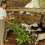 Nhiều hộ đồng bào dân tộc thiểu số ở tỉnh Hòa Bình xóa nghèo từ chăn nuôi