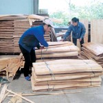 Từ nguồn vốn của NHCSXH nhiều hộ dân đã vươn lên thoát nghèo, có cuộc sống bền vững - Xưởng chế biến gỗ của gia đình anh Nguyễn Văn Lương ở xã Ấm Hạ, huyện Hạ Hòa (Phú Thọ) cho thu nhập 100 triệu đồng mỗi năm, tạo việc làm thường xuyên cho 4 lao động