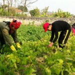 Từ nguồn vốn nhận ủy thác của Hội Nông dân, nhiều hộ ở Ngọc Xá, huyện Quế Võ trồng rau màu phát huy hiệu quả