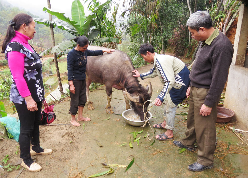 Về xã Hòa Cuông, chúng tôi còn đến thăm một số hộ gia đình làm kinh tế giỏi từ vốn vay chính sách