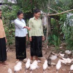 Nhờ nguồn vốn ưu đãi của NHCSXH huyện Điện Biên, nhiều hộ dân đã thoát nghèo