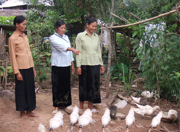 Nhờ nguồn vốn ưu đãi của NHCSXH huyện Điện Biên, nhiều hộ dân đã thoát nghèo 