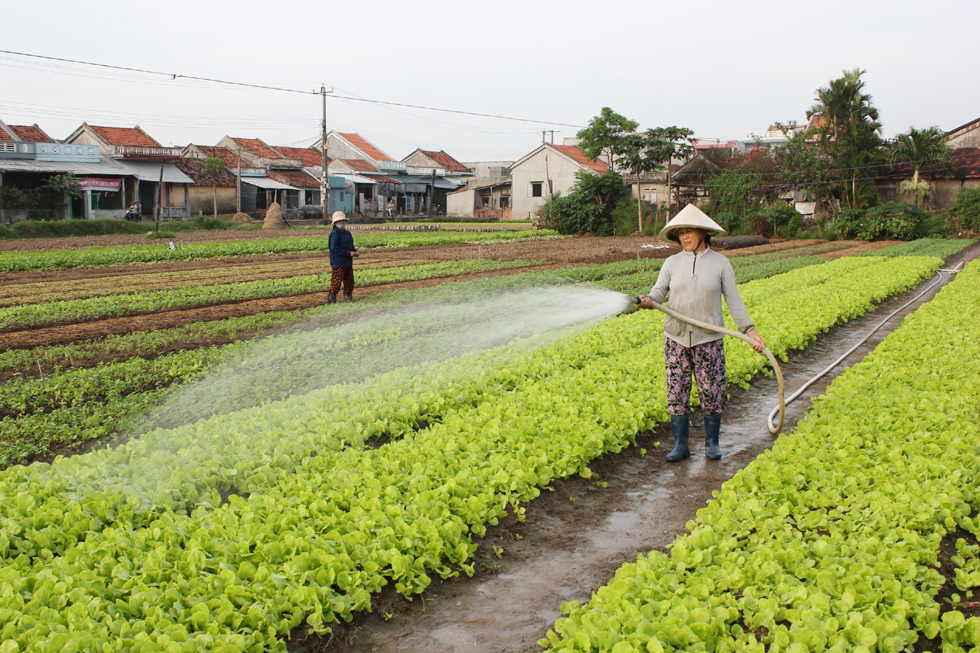 Làng nghề chuyên trồng rau xanh của bà con nông dân phường Phú Lâm, TP. Tuy Hòa cũng được ngân hàng cho vay vốn để phát triển