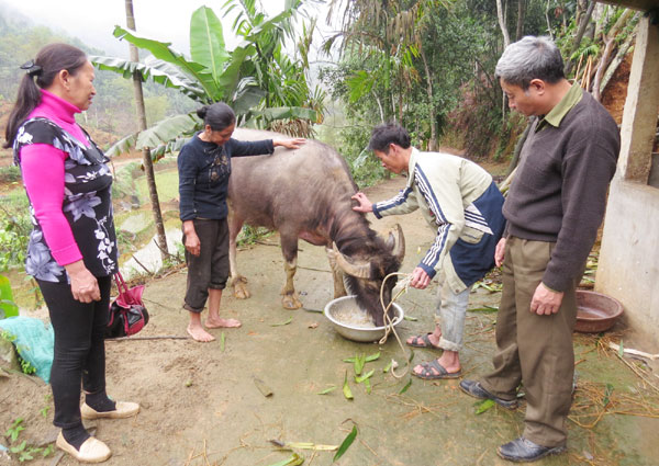 Hộ cận nghèo ở xã Hoà Cuông vay vốn chủ yếu mua trâu phục vụ sản xuất Ảnh: Tuấn Ngọc
