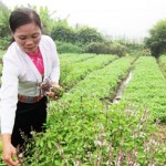Thành phố Hòa Bình với việc mở rộng mô hình trồng rau hữu cơ cho chị em phụ nữ