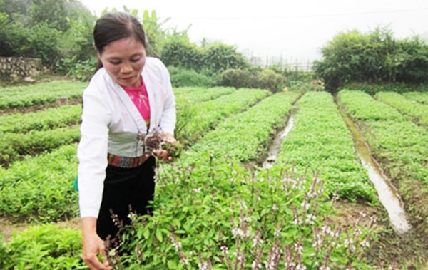 Thành phố Hòa Bình với việc mở rộng mô hình trồng rau hữu cơ cho chị em phụ nữ