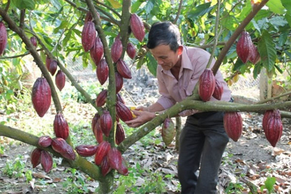 Nhiều hộ nông dân ở Krông Năng thành công với mô hình phát triển ca cao dưới tán điều