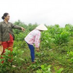 Chị Hồng - Tổ trưởng Tổ tiết kiệm và vay vốn thôn 3 kiểm tra vườn giống keo tai tượng của các gia đình tổ viên