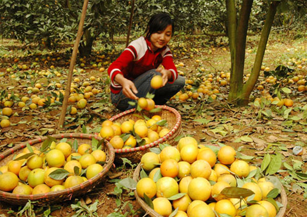 Nhiều hộ gia đình ở vùng khó khăn của Hòa Bình sử dụng vốn vào việc phát triển cây ăn quả Ảnh: Phương Đông