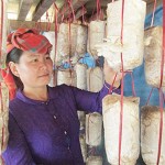 Chị Khoàng Thị Trường chăm sóc bịch nấm sò