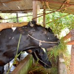 Bà con nông dân huyện Củ Chi, TP. HCM được hỗ trợ vốn nuôi bò sữa giúp thoát nghèo
