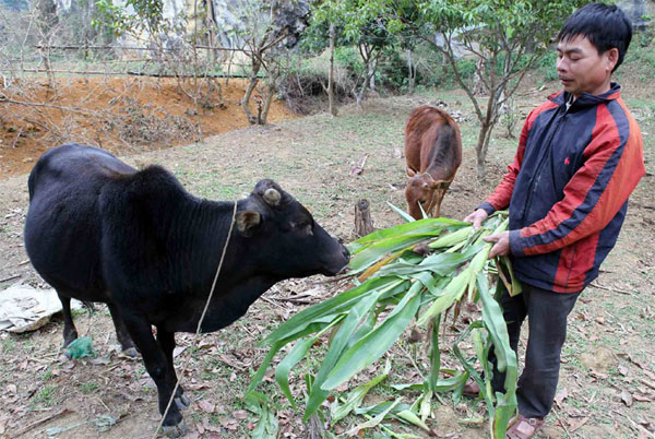 Vay vốn nuôi bò sinh sản, gia đình anh Lò Văn Sửu, dân tộc Thái đã thoát nghèo