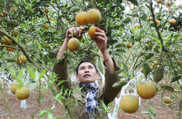 Nguồn vốn ít nhưng đã giúp gia đình anh Phan Hoàng Đồng ở xã Bồng Khê, huyện Con Cuông có vườn cam sai trĩu quả như thế này