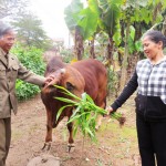 Từ nguồn vốn vay ưu đãi, gia đình bà Điêu Thị Chính đầu tư chăn nuôi bò sinh sản để tăng thu nhập Ảnh: Tuấn Ngọc