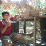Gia đình anh Nguyễn Văn Tuấn ở ấp 12, xã Vị Thắng, huyện Vị Thủy vay vốn ưu đãi nuôi rắn