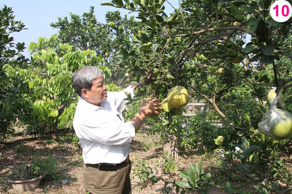 Cựu chiến binh Lê Xuân Chiến ở thôn Thái Hòa, xã Yên Hòa, huyện Yên Mỹ vay 20 triệu đồng Chương trình giải quyết việc làm từ NHCSXH phát triển trang trại cây ăn trái