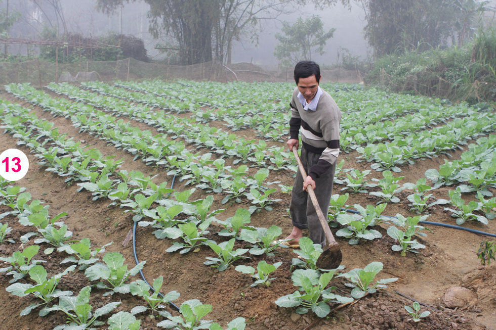 Nguồn vốn ưu đãi còn được người dân tại huyện Cẩm Khê và Tam Nông đầu tư chăn nuôi gia cầm, mở rộng diện tích cây trồng, cải thiện cuộc sống