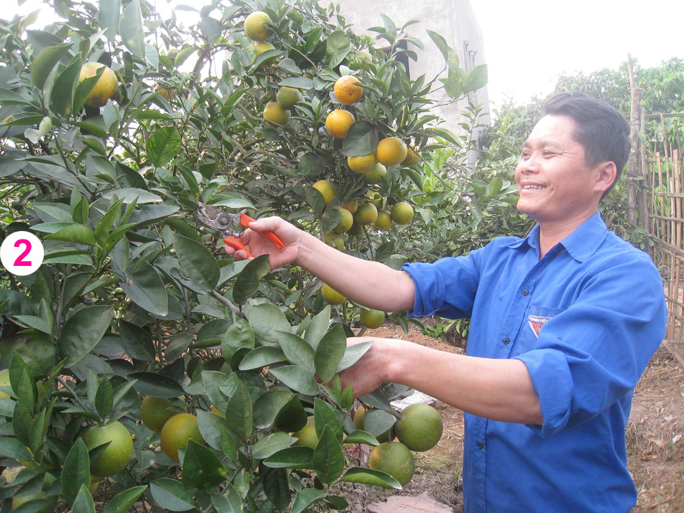 Được vay 15 triệu đồng, niềm vui như được nhân đôi, anh Nguyễn Văn Thênh ở xã Minh Châu, huyện Yên Mỹ đầu tư ngay vào trang trại trồng cam Vinh. Trừ chi phí, mỗi năm, gia đình anh thu lợi nhuận hơn 50 triệu đồng