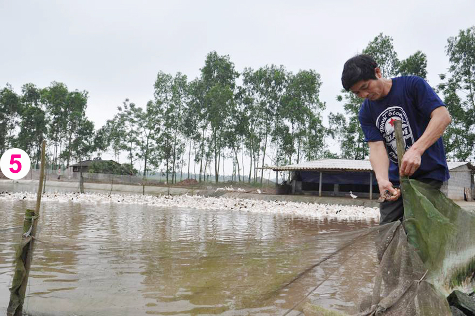 Mô hình trang trại nuôi 1.000 con vịt đẻ của anh Dương Văn Đỉnh ở xã Hiệp Cường, huyện Kim Động cũng cho thu nhập cao xuất phát điểm từ 30 triệu đồng vốn chính sách