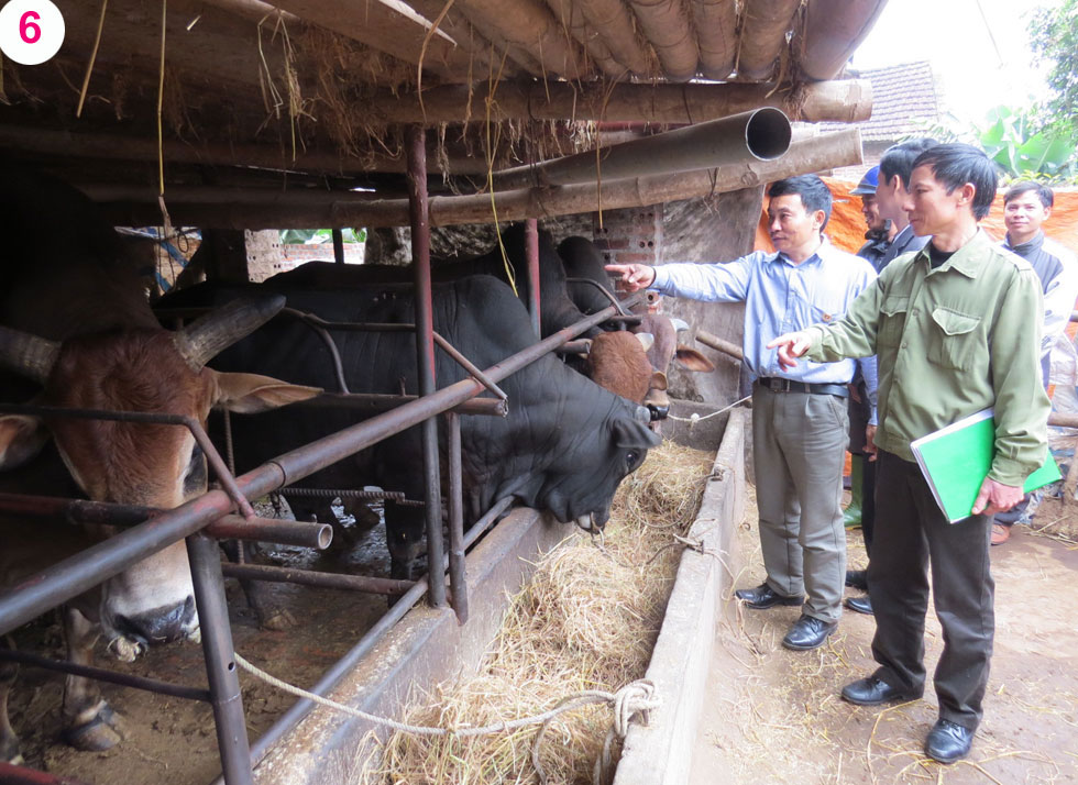 Cùng địa chỉ với CCB Phan Đông Hoàng, gia đình anh Phan Quang Hồng (thứ hai, áo màu xanh nhạt) thoát nghèo từ việc đầu tư vốn vay vào chăn nuôi đại gia súc