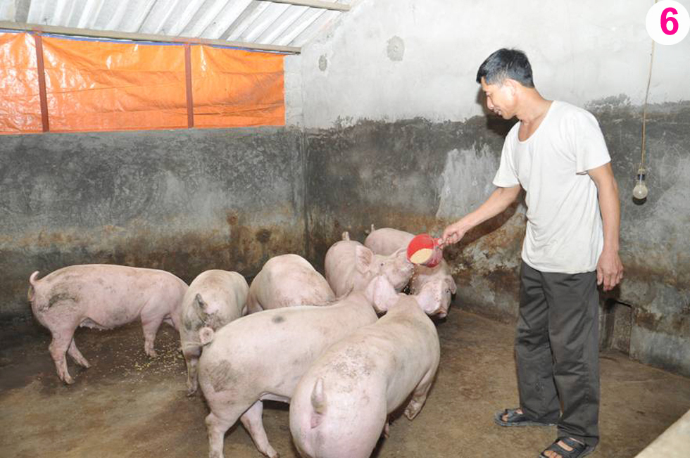 Còn mô hình chăn nuôi lợn của anh Lưu Văn Hưng ở xã Hiệp Cường, huyện Kim Động mang lại cho anh cơ hội thoát nghèo, vươn lên làm giàu. Tất cả được bắt đầu từ 20 triệu đồng vốn chính sách