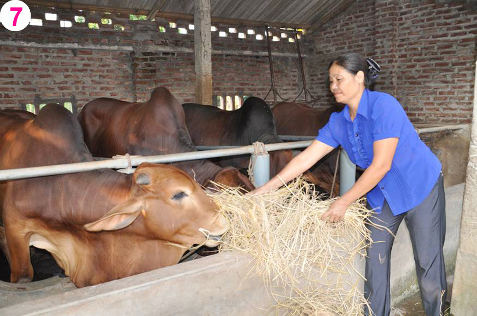 Vốn vay từ NHCSXH giúp chị Nguyễn Thị Hoa ở xã Phú Cường, huyện Kim Động đầu tư nuôi bò thịt, cho thu nhập khá cao