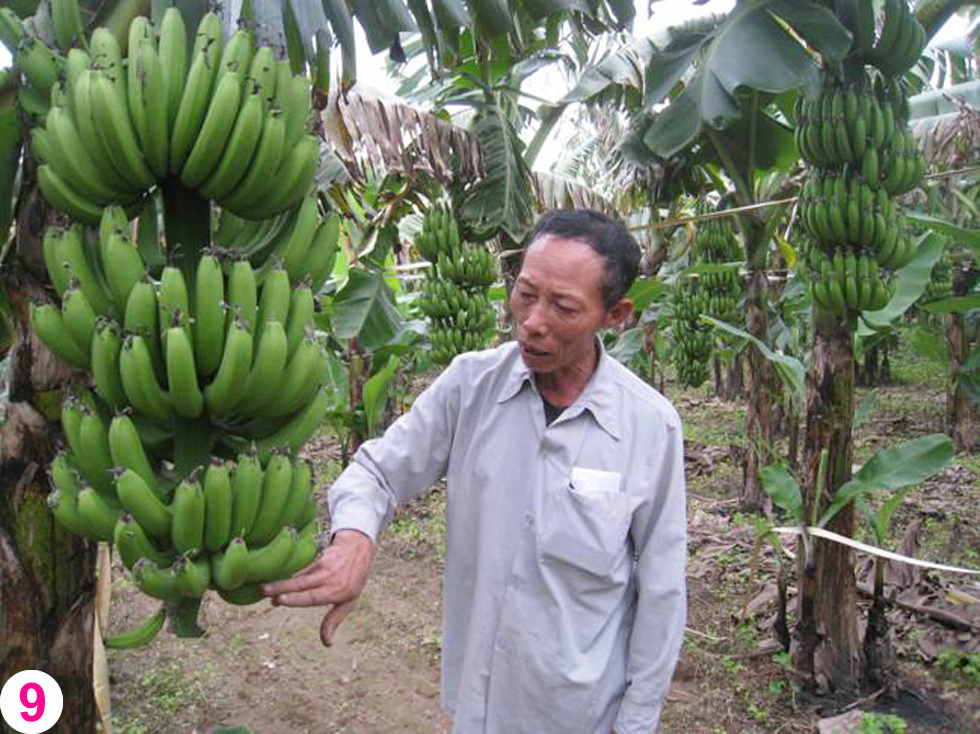 Ông Vũ Văn Ba ở xã Hùng An, huyện Kim Động sử dụng vốn vay 20 triệu đồng từ NHCSXH phát triển cây chuối tiêu hồng