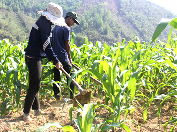 Người dân miền núi Sơn Hà đầu tư trồng ngô ven sông từ nguồn vốn vay dành cho hộ cận nghèo