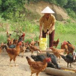 Mô hình chăn nuôi gà đồi hiệu quả của phụ nữ huyện Bạch Thông