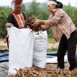 Cây quế - giúp người dân vùng biên Quảng Ninh ổn định cuộc sống Ảnh: Trần Việt