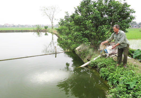 Anh Phạm Văn Nguyên vay vốn về đầu tư cải tạo ao, mua cá giống về thả