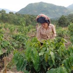 Cà phê - cây trồng mới mang lại hiệu quả kinh tế cao cho nông dân Điện Biên